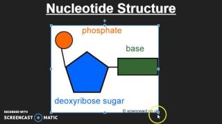 Nucleotide Structure [upl. by Nibur400]