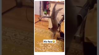 Cat Face Reaction 😭  Funny cat falls from chair cat [upl. by Paz511]