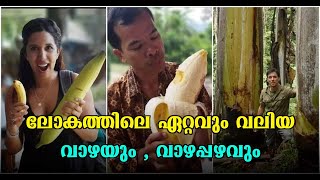 ലോകത്തിലെ ഏറ്റവും വലിയ വാഴയും വാഴപ്പഴവും  the giant highland banana  Musa ingens [upl. by Abernathy930]