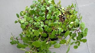 Plectranthus Nummularius  Swedish ivy [upl. by Petrine]