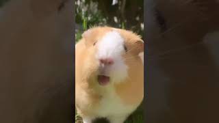 American Guinea Pig Cavia porcellus Teddy guinea pig Texel guinea pig [upl. by Geminian332]