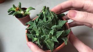 Tigers Jaw  Faucaria Sudden Death Syndrome [upl. by Irim340]