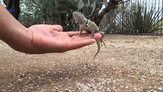 Wild Desert Spiny Lizard KT Accepts a Hand [upl. by Natsirk913]