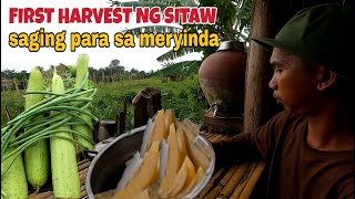 First harvest ng sitaw saging pang meryinda [upl. by Etnoid]