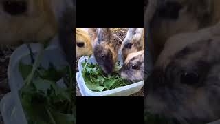 Rabbits eating potherb mustard [upl. by Burnie]