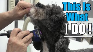 How To Groom A Cockapoo  Short Length Haircut [upl. by Ilatan]