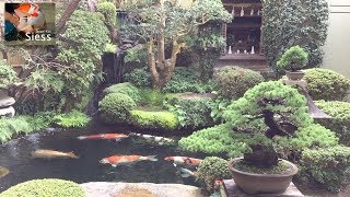 Koiteich auf der Insel Miyajima  Einer der wohl bekanntesten und schönsten Koiteiche [upl. by O'Neill]