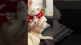 Hilarious Cat Moments That Will Make You Laugh shorts funnycatsvideos funnycatstiktok 😹 [upl. by Ketchum]