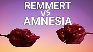 Remmert vs Amnesia Pepper Comparison [upl. by Zeb796]