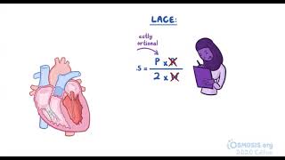 Cardiac Afterload  Osmosis [upl. by Jaime574]