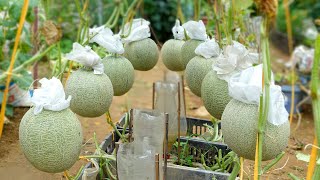 How to Grow Cantaloupe From A To Z At Home High Yield Big Fruit Super Sweetness [upl. by Oswin159]