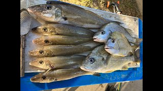 WHITING FISHING COOMERA RIVER 18TH AUGUST 2023 [upl. by Stralka]