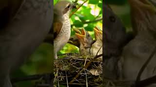 Brown shrikebirds nature nest shortvideoالصرد البني [upl. by Sculley342]