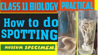 Class 11 biology practical  Animal Specimen  How to do SPOTTING [upl. by Rolanda]