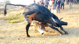 Stem pass pasyih 🆚 Prin Tei shangpung iadaw masi  bullfight iatur masi today [upl. by Kcirrej]