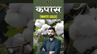 कपास cotton kapaas shorts agriculture gyarsilalsir utkarshagricultureclasses whitegold [upl. by Llennoc]