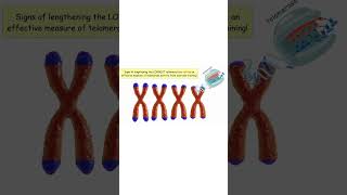 EXERCISE AND TELOMERES DNA exercise telomeres dna aging exercise fitness telomerase [upl. by Bromley]