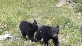 Balade des oursons au Safari de Peaugres  052016 [upl. by Kcirtap]