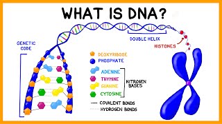 What is DNA [upl. by Wolliw]