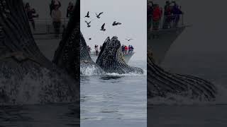 SURPRISING HUMPBACK WHALE LUNGE FEEDING IN FRONT OF WHALE WATCH BOATS Pt 2 [upl. by Dnalyr619]