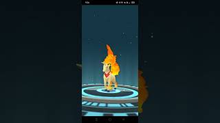 Pokemon Go Triumph Together Premium Timed Research Evolving Team Valor Ponyta into Rapidash [upl. by Ordnael]