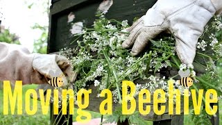 How to Move a Beehive  Beekeeping with Maddie 11 [upl. by Eloccin]