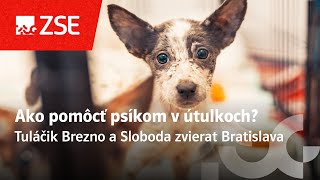 Viete ako zvládajú horúce dni opustené psíky v útulkoch 🐶 [upl. by Juetta]