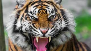 sound of tiger growling  tiger sound effect loud [upl. by Abbott374]