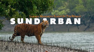 MYSTERIOUS SUNDARBAN  Complete Tour Guide  Largest Mangrove Forest In The World  West Bengal [upl. by Remington55]