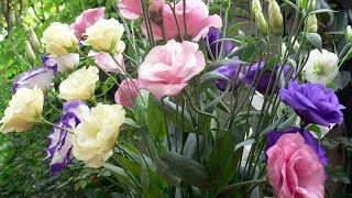 Amazing and Most Beautiful Eustoma Flowers  Lisianthus Flowers [upl. by Vania]