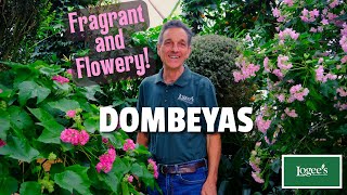 Dombeyas Fragrant Flowery and Easy to Grow [upl. by Sailesh]