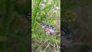 Amata cerebra feeding on Vernonia oligocephala aka Silverleaved vernonia flowers [upl. by Selby605]