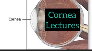 Cornea lectures part 4 Eye  opthalmology lectures eyelectures opthalmology eye cornea [upl. by Dody979]