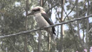 Kookaburra v Gold fish [upl. by Naleek]