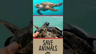 Man Save The Sea Turtles shortvideo [upl. by Nomsed]