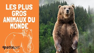 Les Plus Gros Animaux Du Monde [upl. by Nesilla]