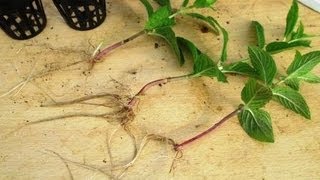 BEST Method to Propagate Plants  Growing Plants from Cuttings [upl. by Swigart]