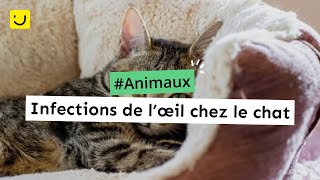 Infections de l’œil chez le chat [upl. by Aisorbma868]