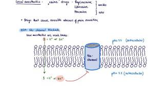 Brandls Basics Mechanism of action of local anesthetics [upl. by Bivins]