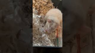 Rat sneeze ASMR [upl. by Purcell]