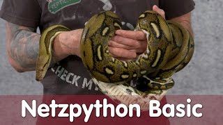 Reptil TV  Folge 99  Netzpython Basic [upl. by Uziel]