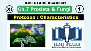 General Characteristics of Protozoa Class 11 Biology Chapter 7 Protists and Fungi [upl. by Roderich]