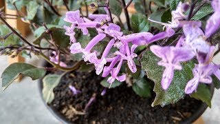 Plectranthus ‘Mona Lavender’ Beautiful Purple Flower For Houseplant [upl. by Hilliary]