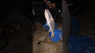 1kg Dhoma fish catch Vengurla vengurla fishing kokan trending ytshorts [upl. by Nuahsar]