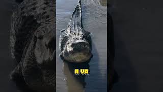 Saltwater Crocodile facts fascinatingcreatures animals wildlife [upl. by Kenyon]