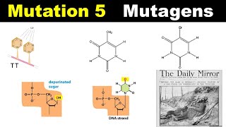 Mutagens  Forbidden Pairing  Tautomers  Forbidden pairing  Depurination  Dr Ghanshyam Jangid [upl. by Nylzor]