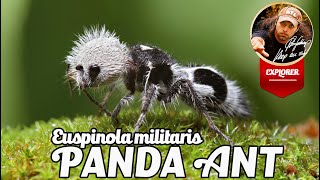 Panda ant my cutest discovery [upl. by Krysta]