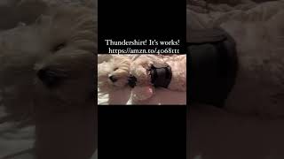 Thunderstorm but Buddy is calm buddy puppy cuteanimal cute cutepuppy cutedog thundershirt [upl. by Diarmid5]