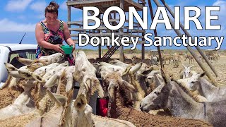 VAKANTIE BONAIRE 13🌴 EZELTJES Knuffelen en Voeren  Donkey Sanctuary Bonaire [upl. by Ahsekat]