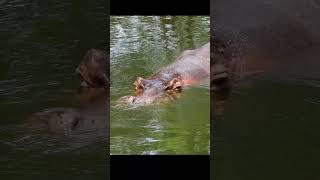 Hippopotamus [upl. by Reeves]